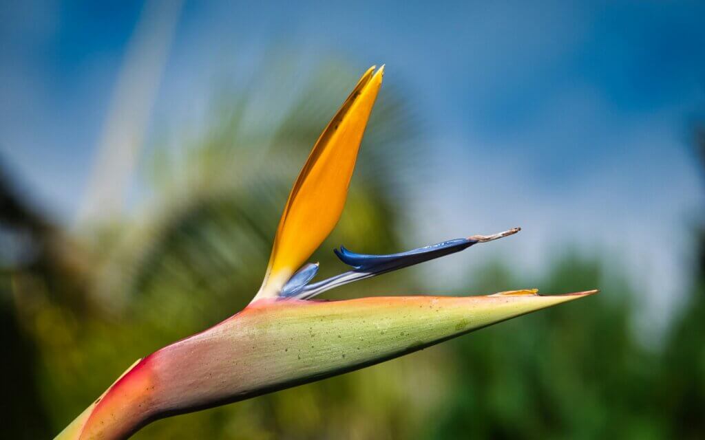 Strelitzia